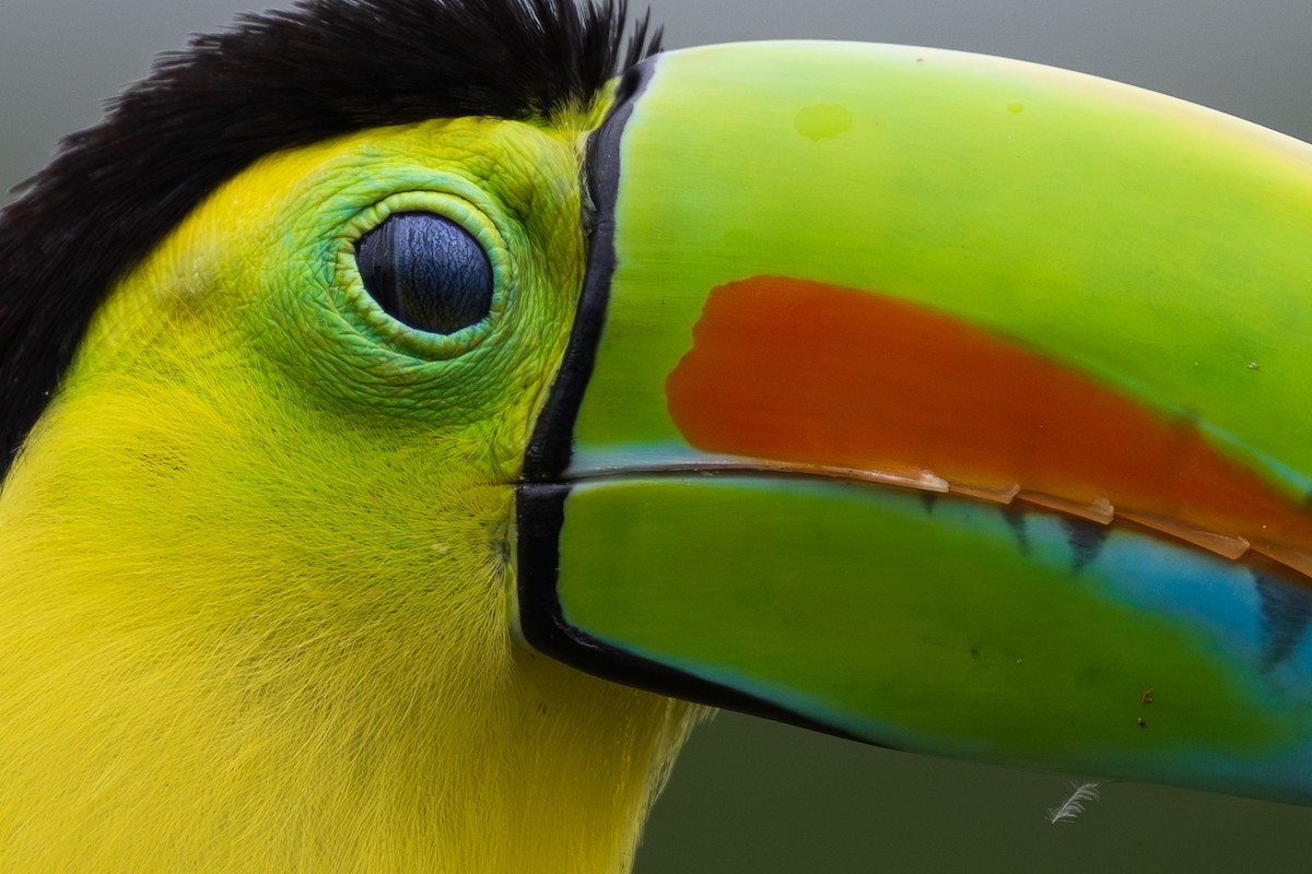 Keel-billed Toucan - ML628616058