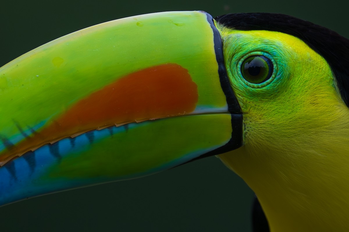 Keel-billed Toucan - ML628616065