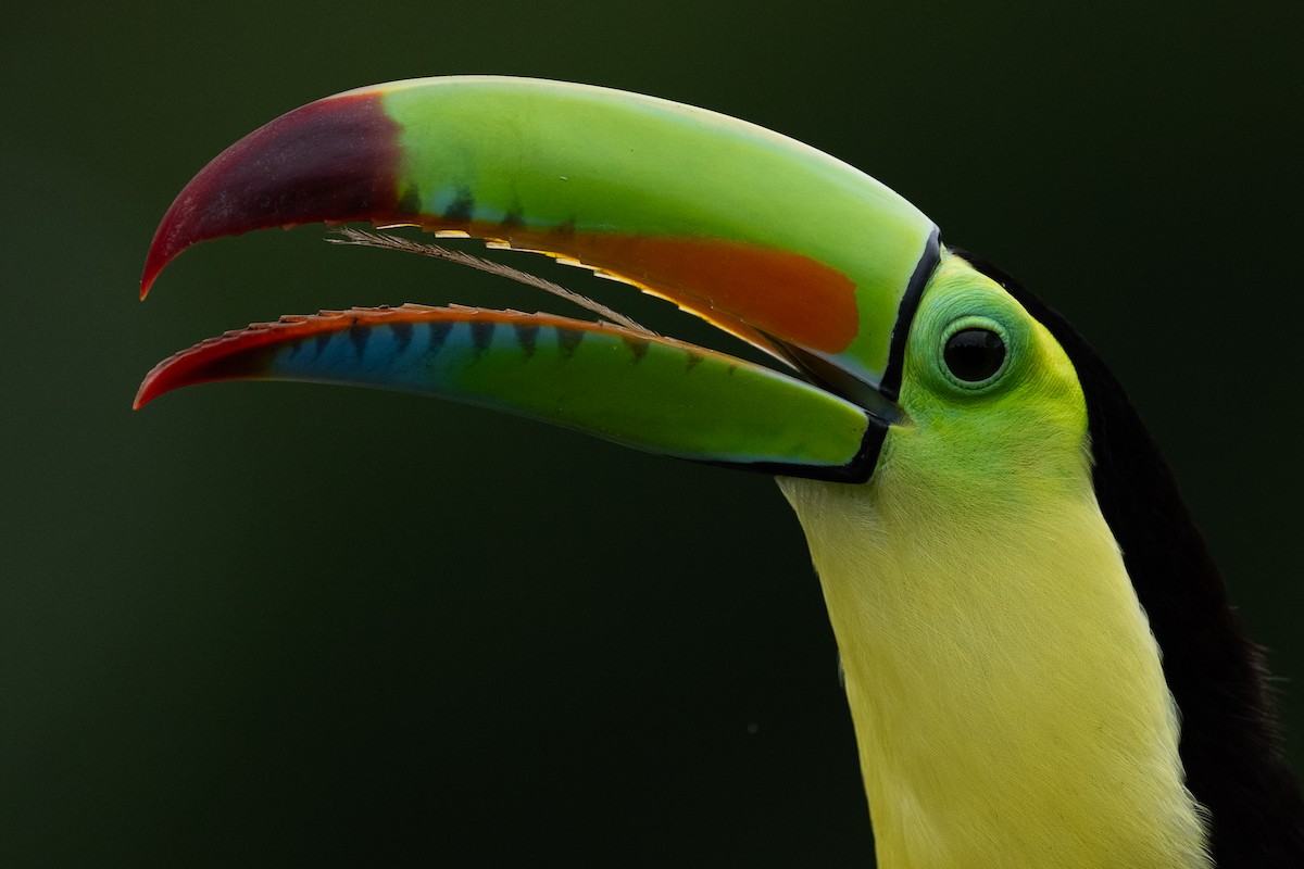 Keel-billed Toucan - ML628616067