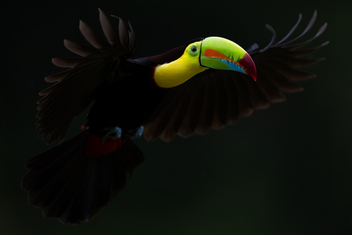 Keel-billed Toucan - ML628616070