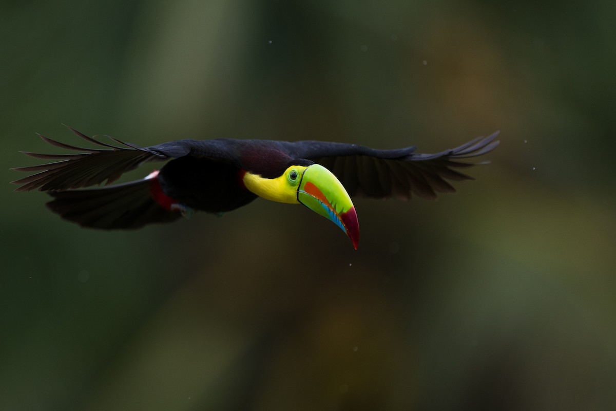 Keel-billed Toucan - ML628616072