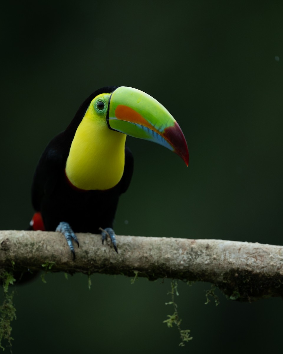 Keel-billed Toucan - ML628616073