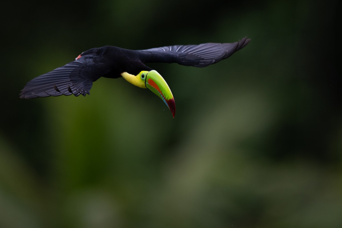 Keel-billed Toucan - ML628616074