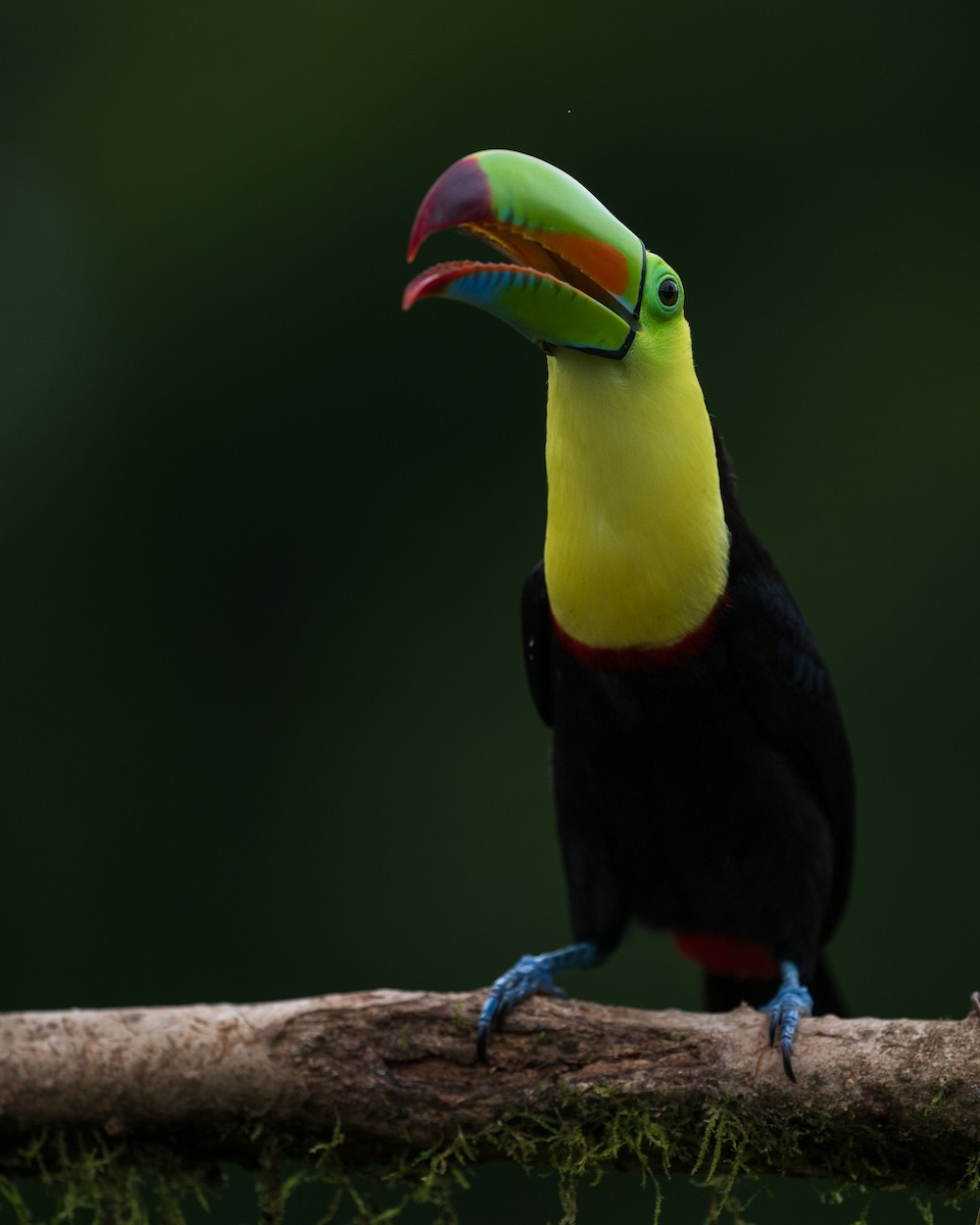 Keel-billed Toucan - ML628616077