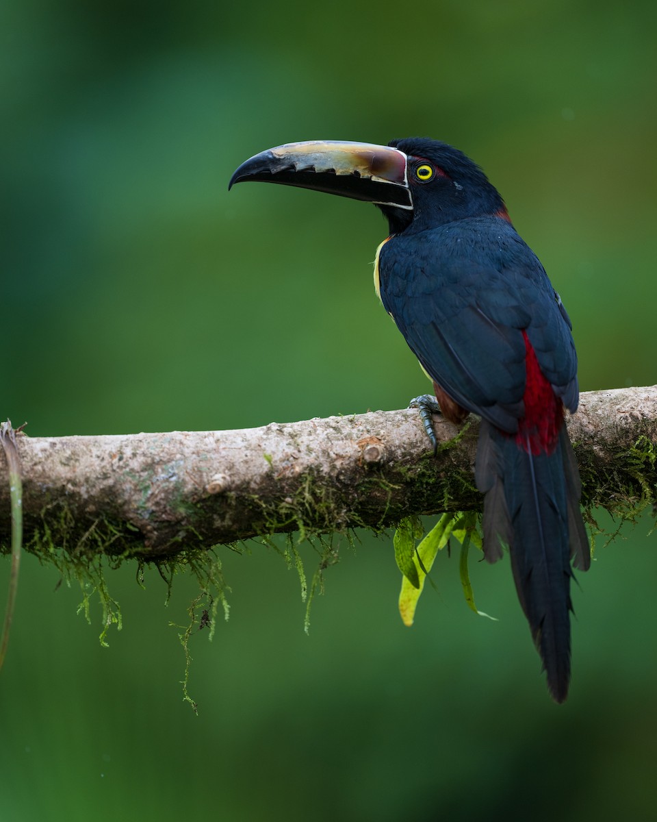 Collared Aracari - ML628616080