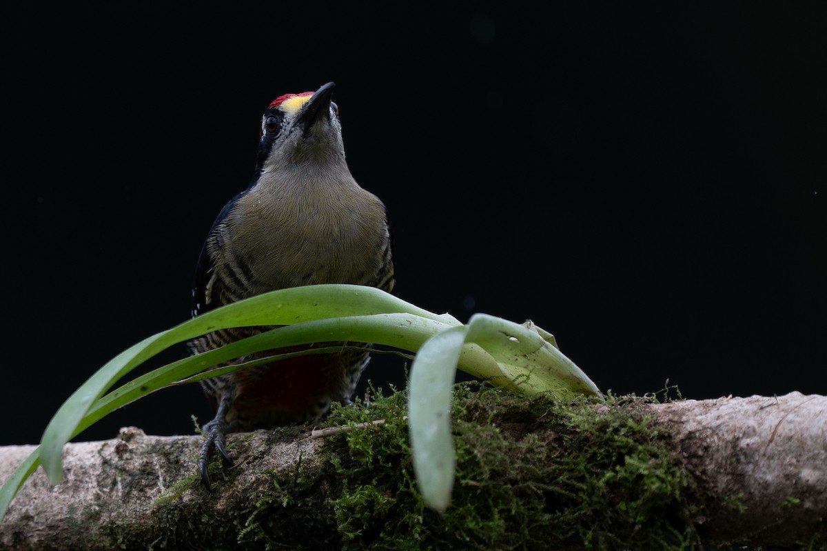 Black-cheeked Woodpecker - ML628616086