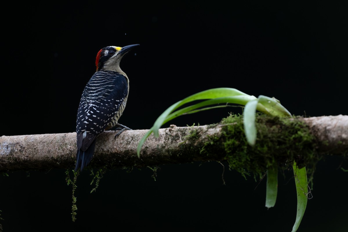 Black-cheeked Woodpecker - ML628616087