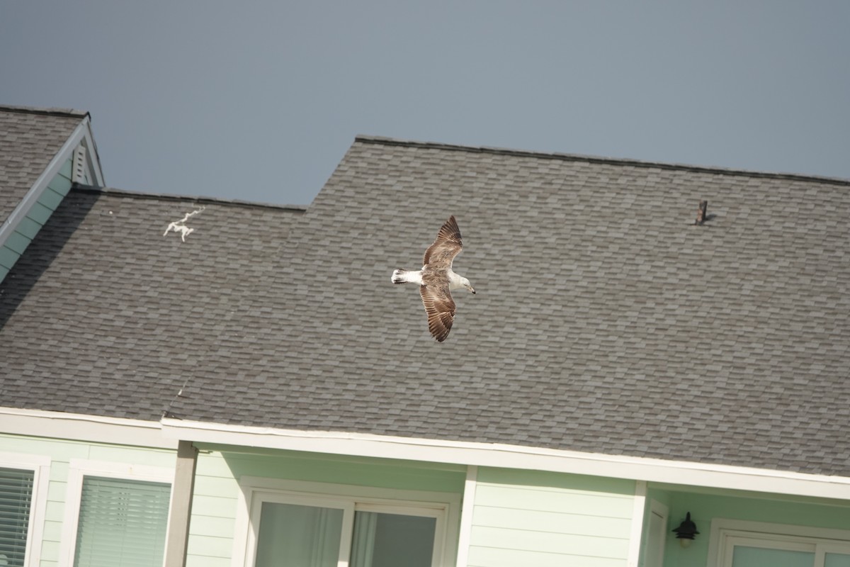 Kelp Gull - ML628616137