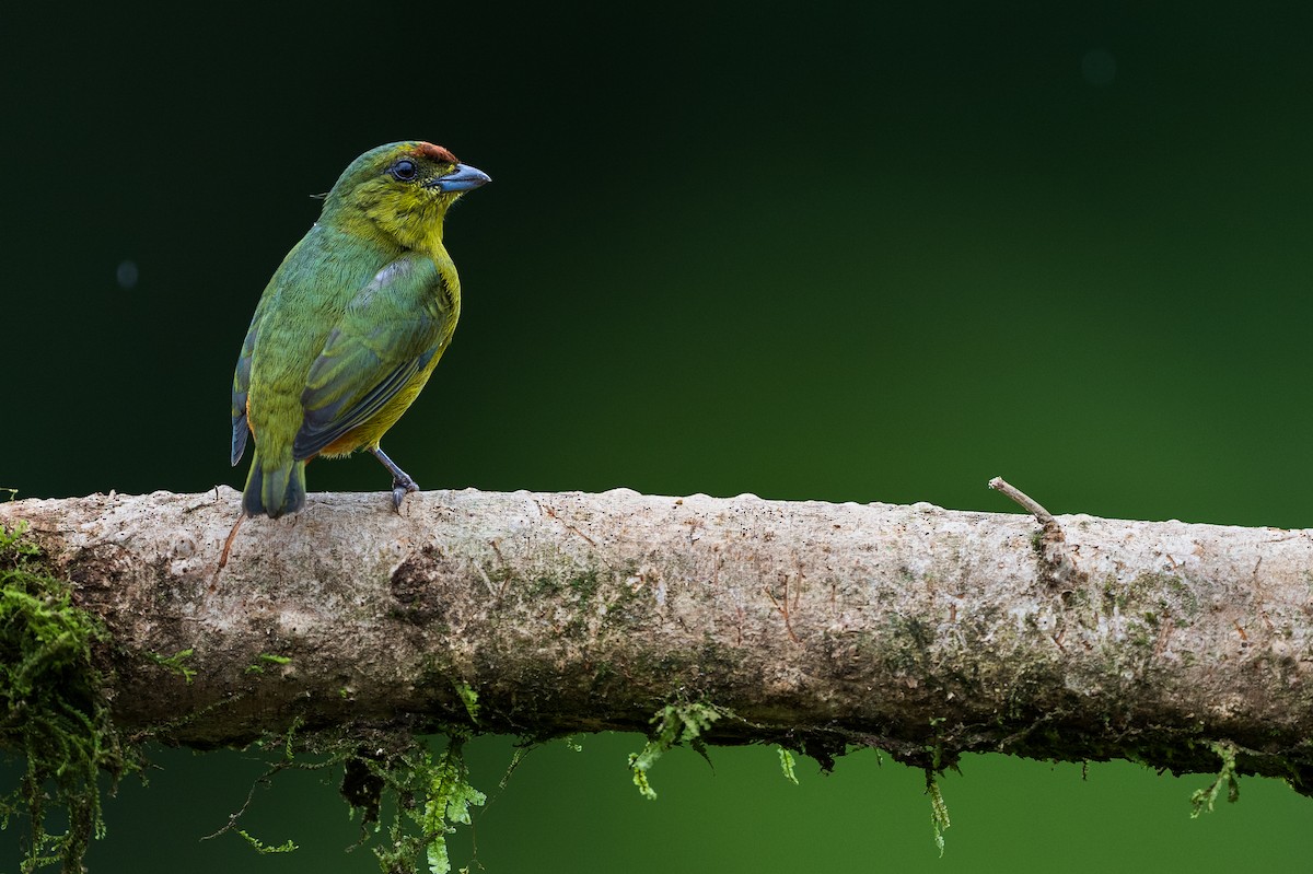 Olive-backed Euphonia - ML628616139