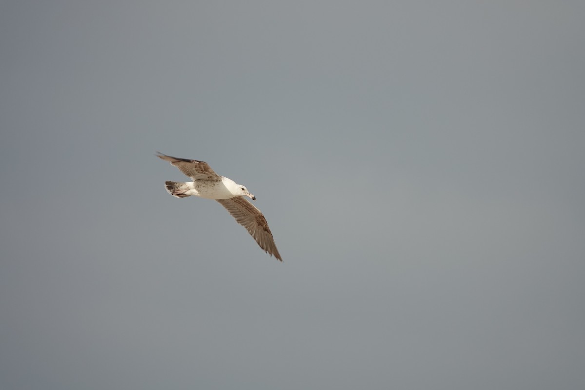 Kelp Gull - ML628616158