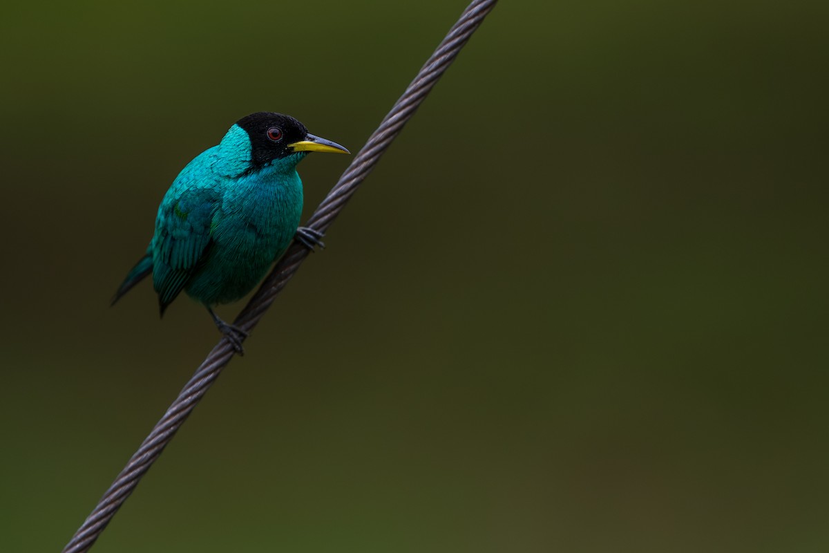 Green Honeycreeper - ML628616160