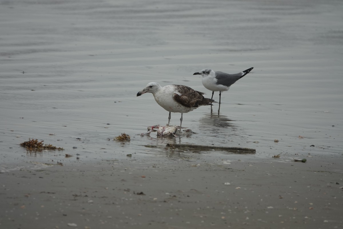 Kelp Gull - ML628616164