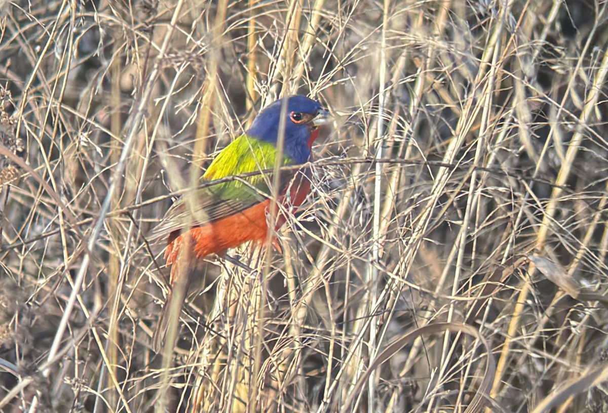 Painted Bunting - ML628616176