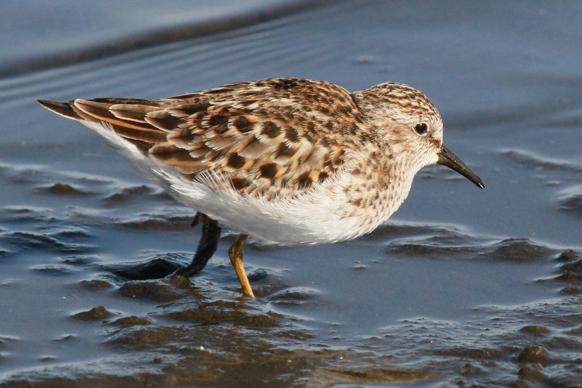 Least Sandpiper - ML628616182