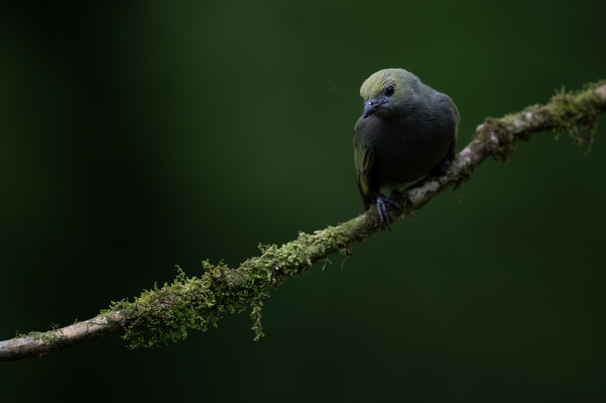 Palm Tanager - ML628616184