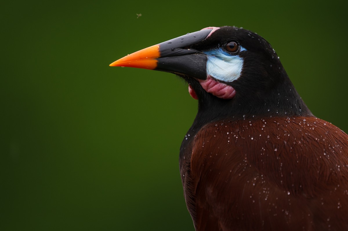 Montezuma Oropendola - ML628616223