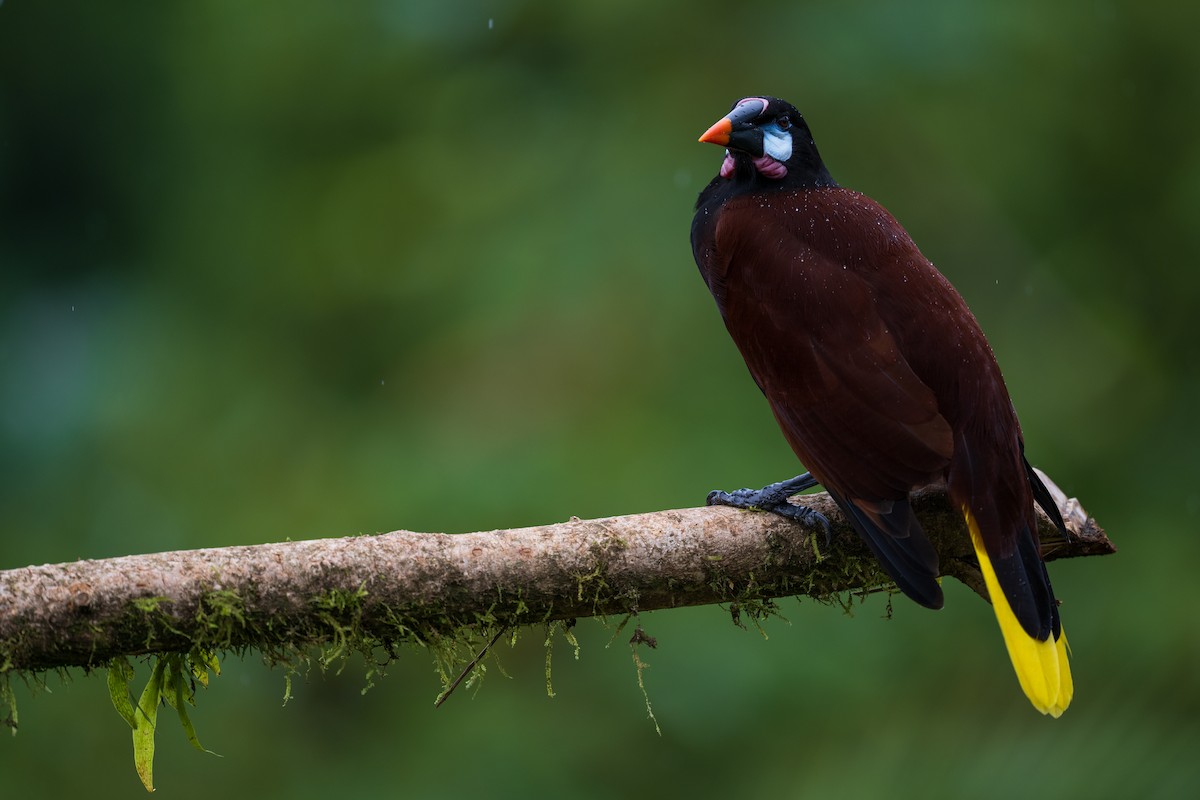 Montezuma Oropendola - ML628616226