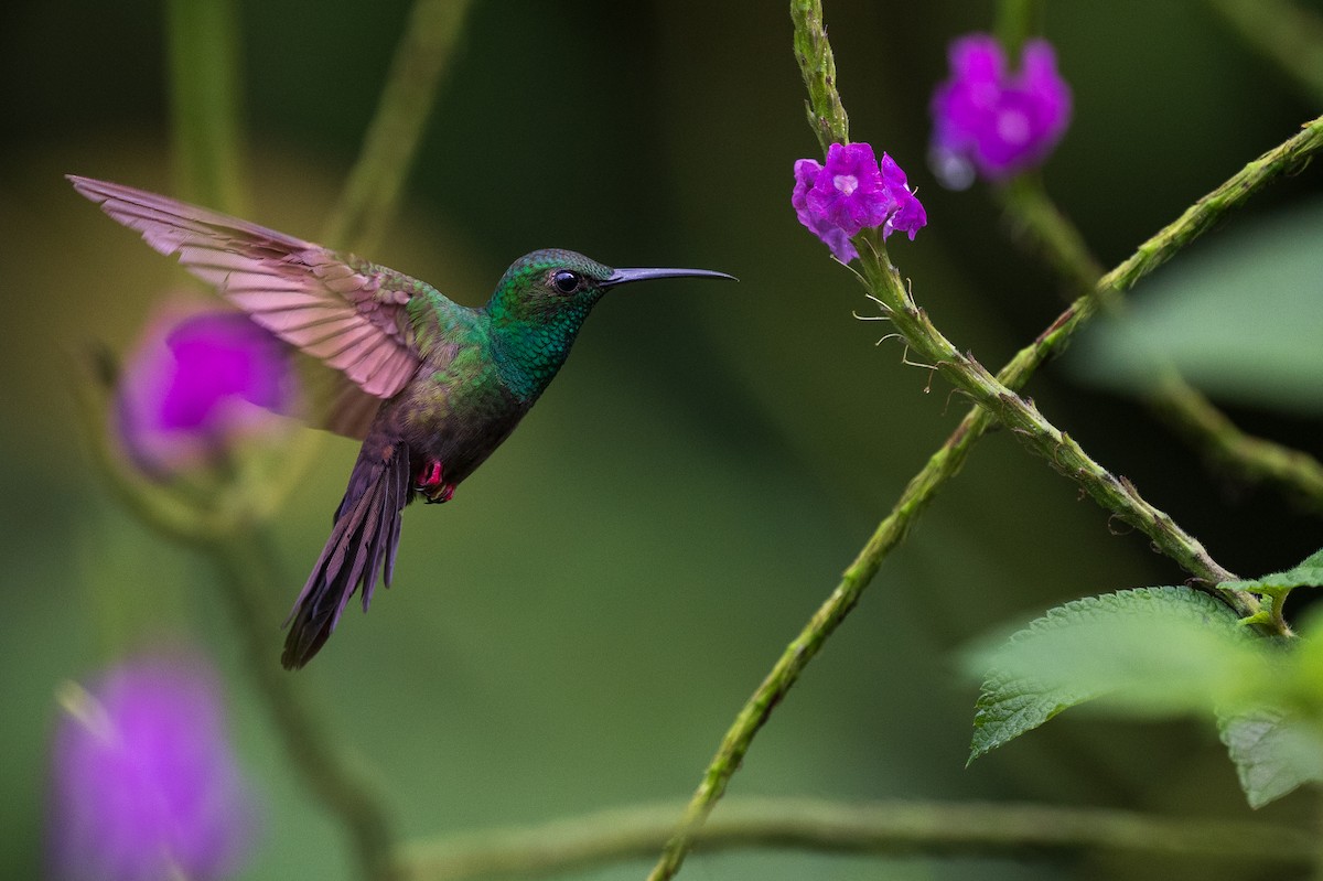 Bronze-tailed Plumeleteer - Simon Tolzmann