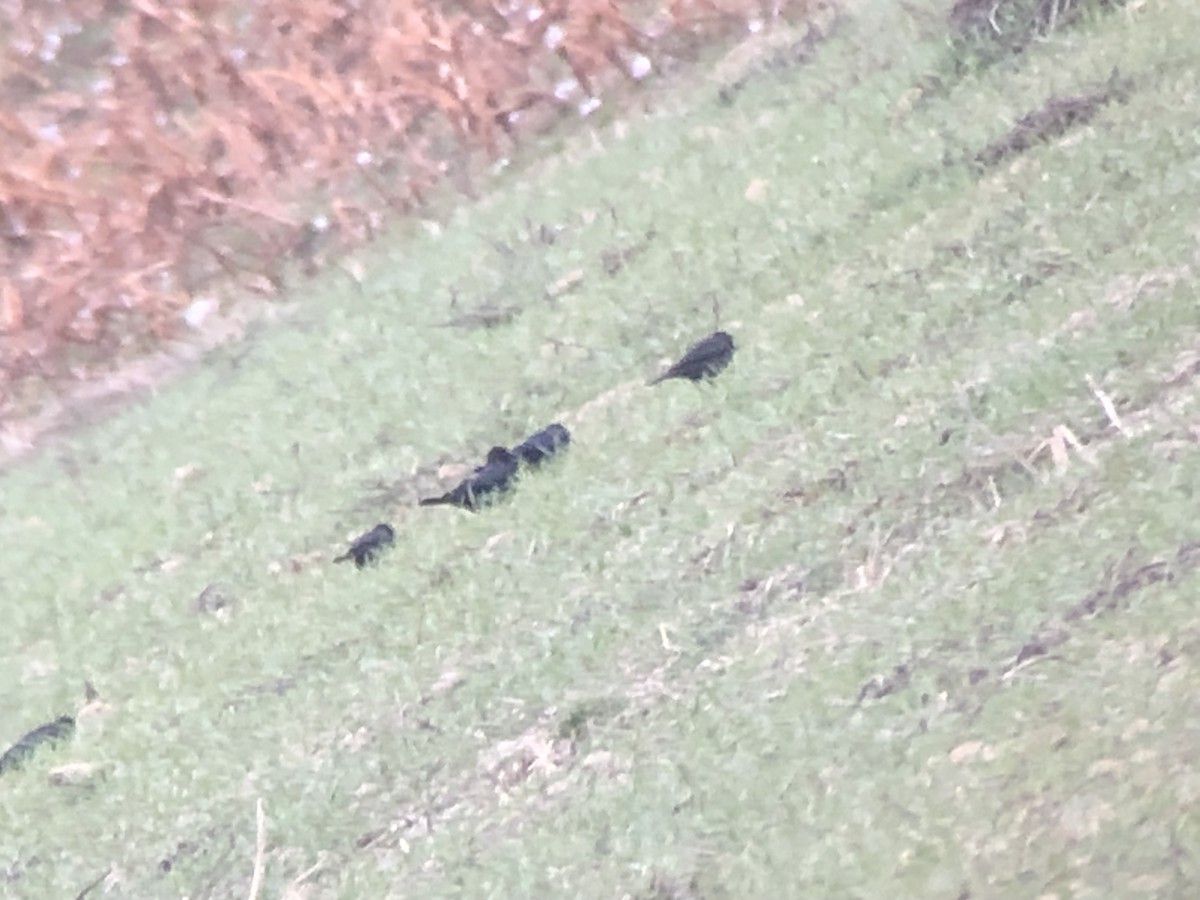 Brewer's Blackbird - ML628616906