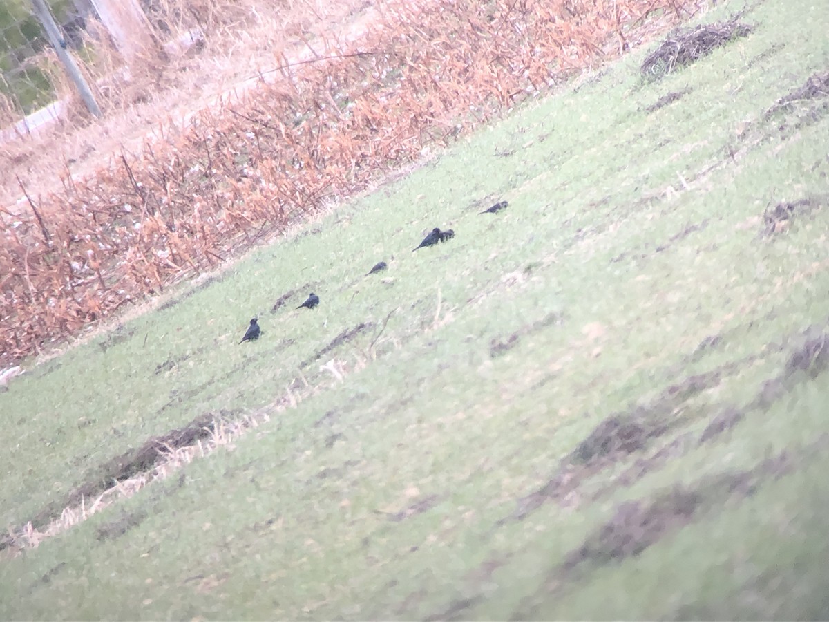 Brewer's Blackbird - ML628616909