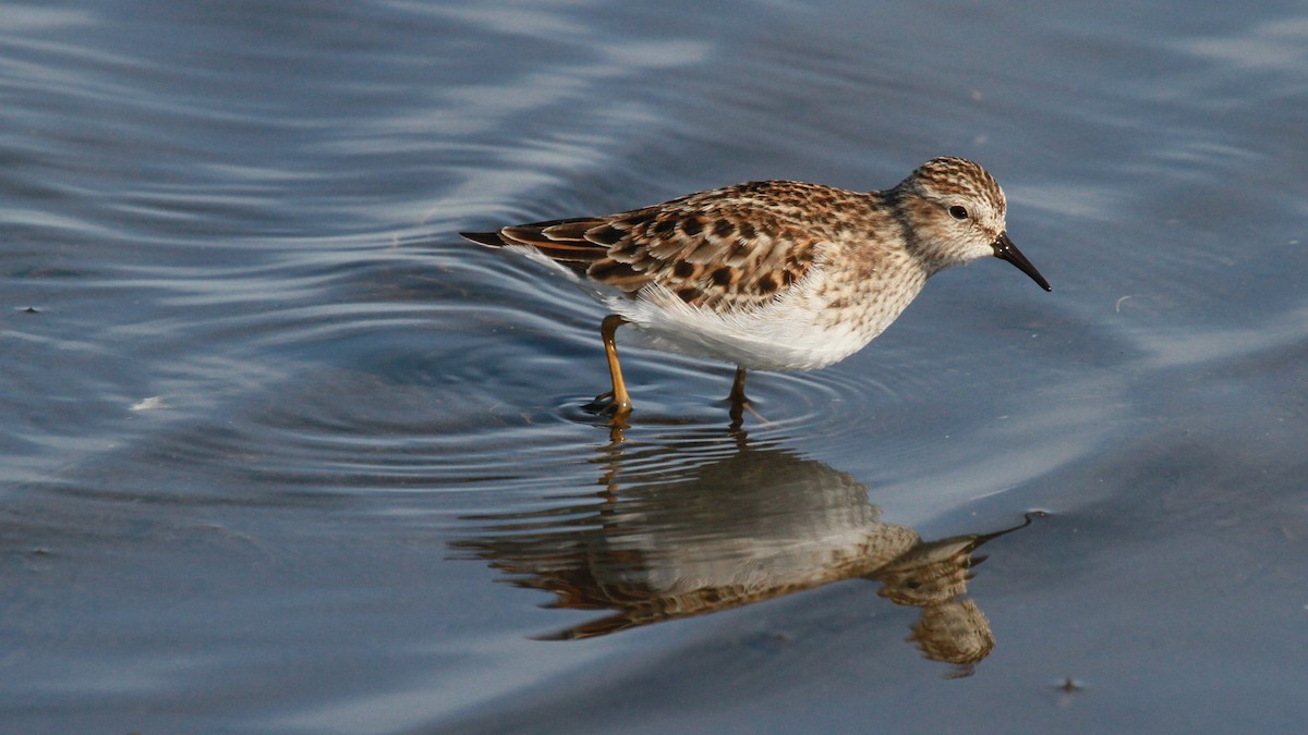 Least Sandpiper - ML628616912