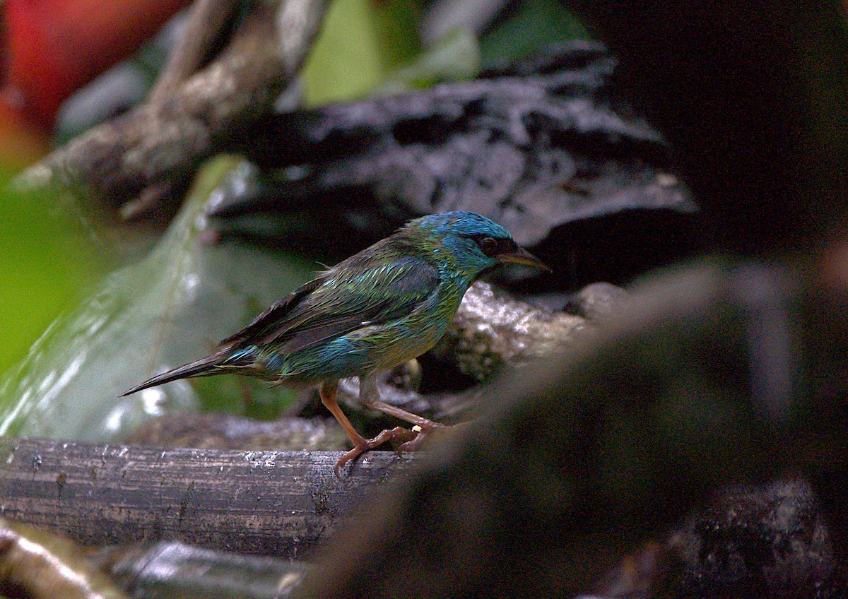 Blue Dacnis - ML628616927