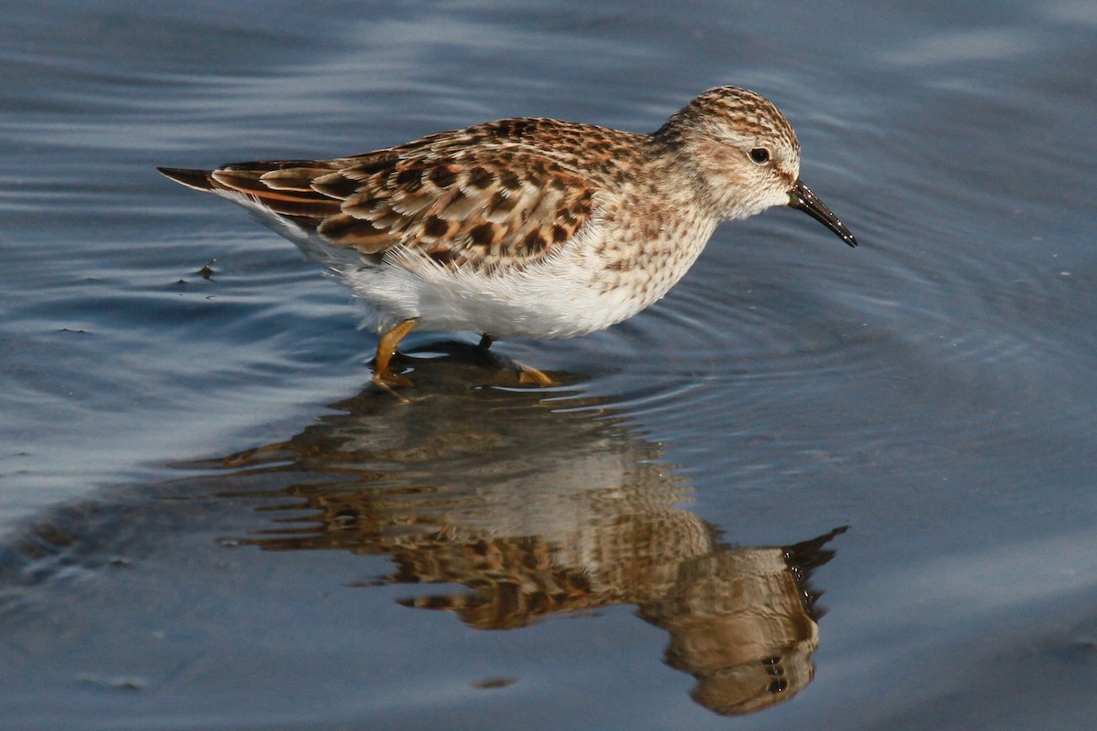 Least Sandpiper - ML628617067