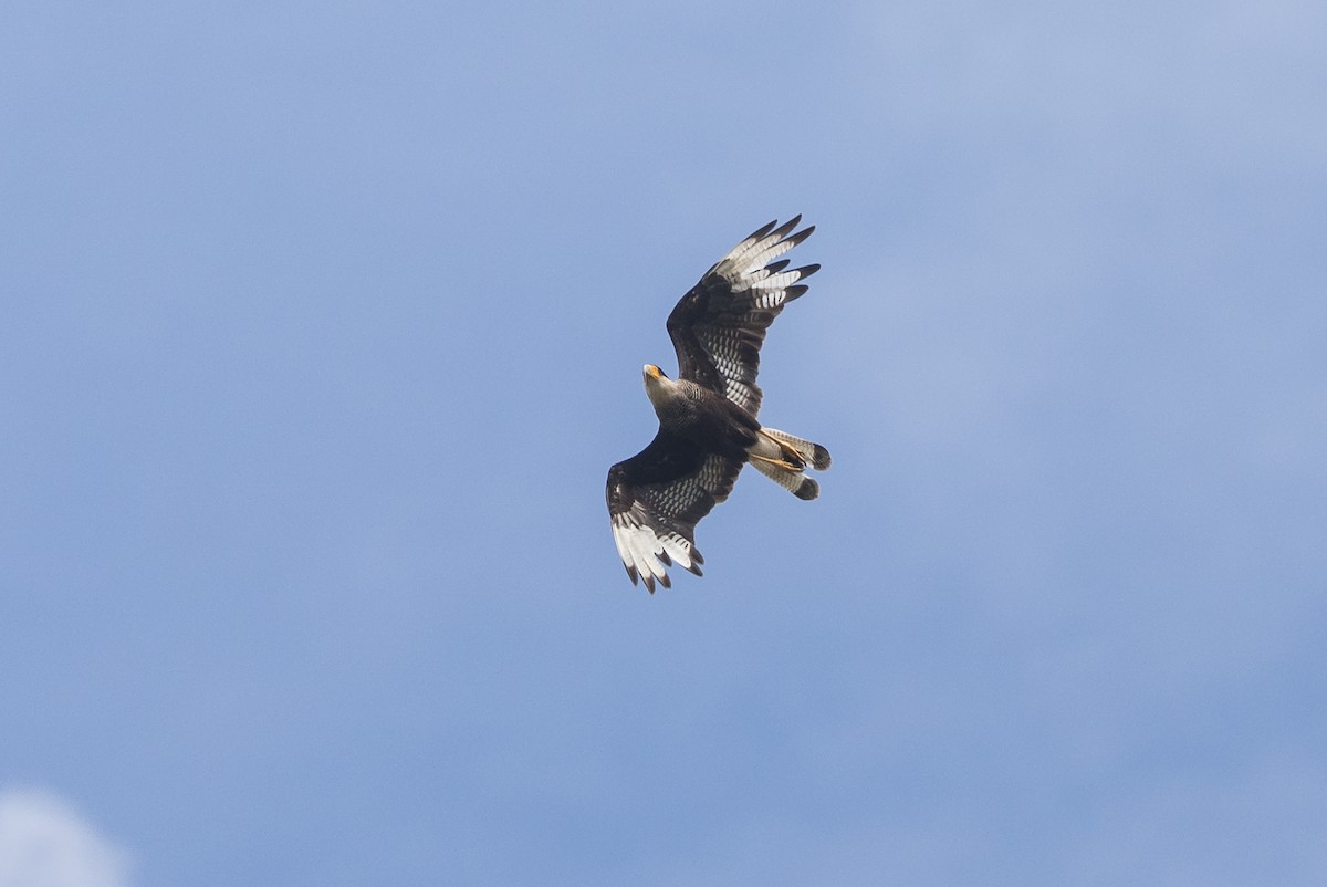 Crested Caracara (Southern) - ML628617128