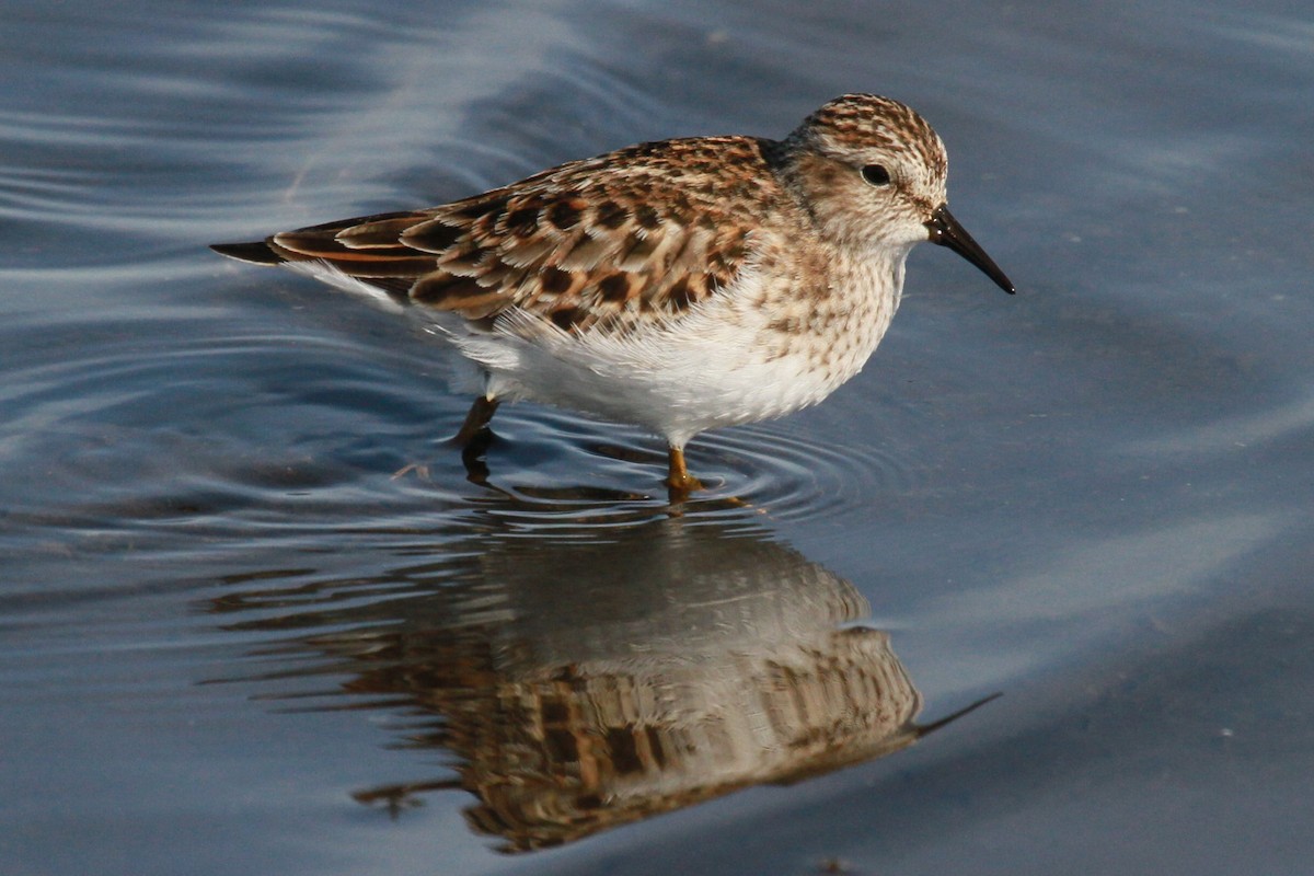 Least Sandpiper - ML628617148