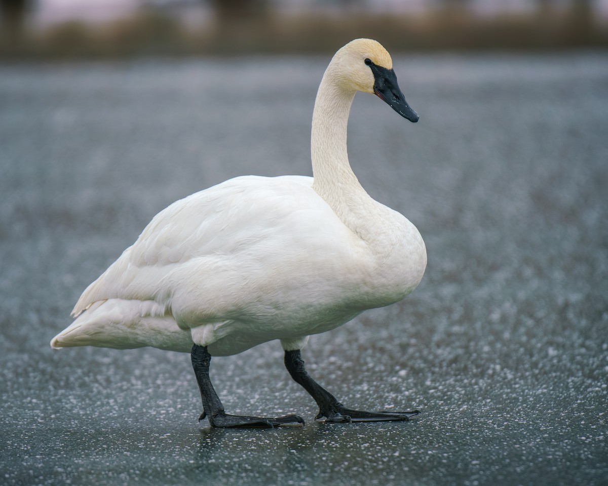 Cygne trompette - ML628617172