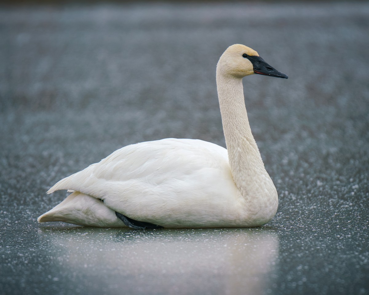 Cygne trompette - ML628617174