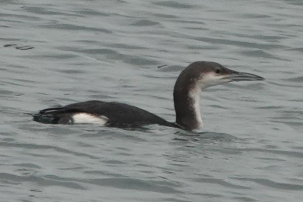 Arctic Loon - ML628617569