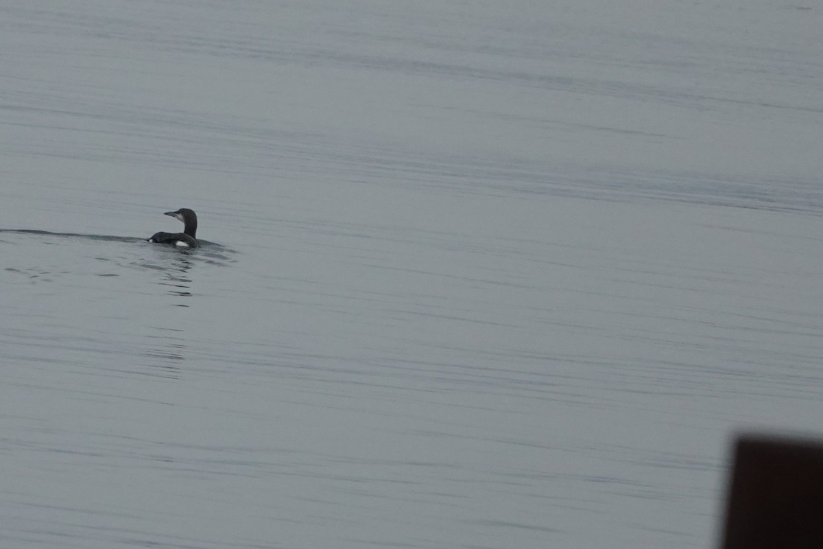 Arctic Loon - ML628617576