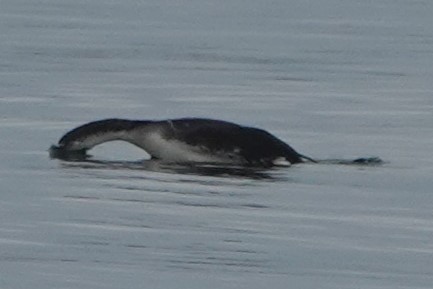 Arctic Loon - ML628617589