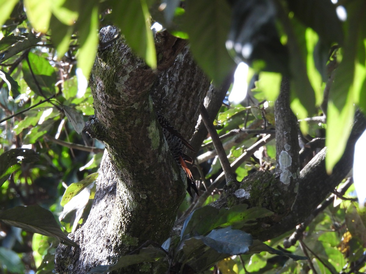 Guatemalan Flicker - ML628617810