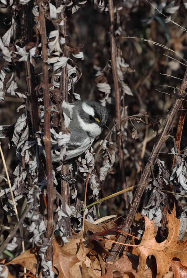 Black-throated Gray Warbler - ML628617854
