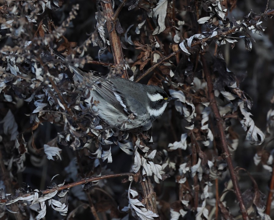 Black-throated Gray Warbler - ML628617855