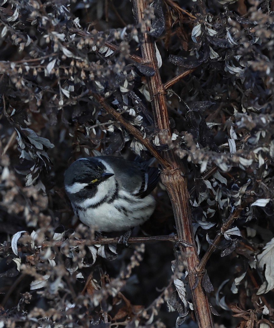 Black-throated Gray Warbler - ML628617856