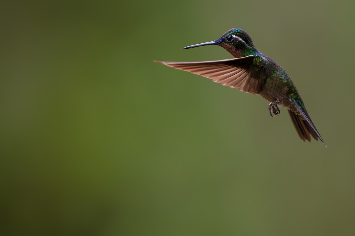 Purple-throated Mountain-gem - ML628617916