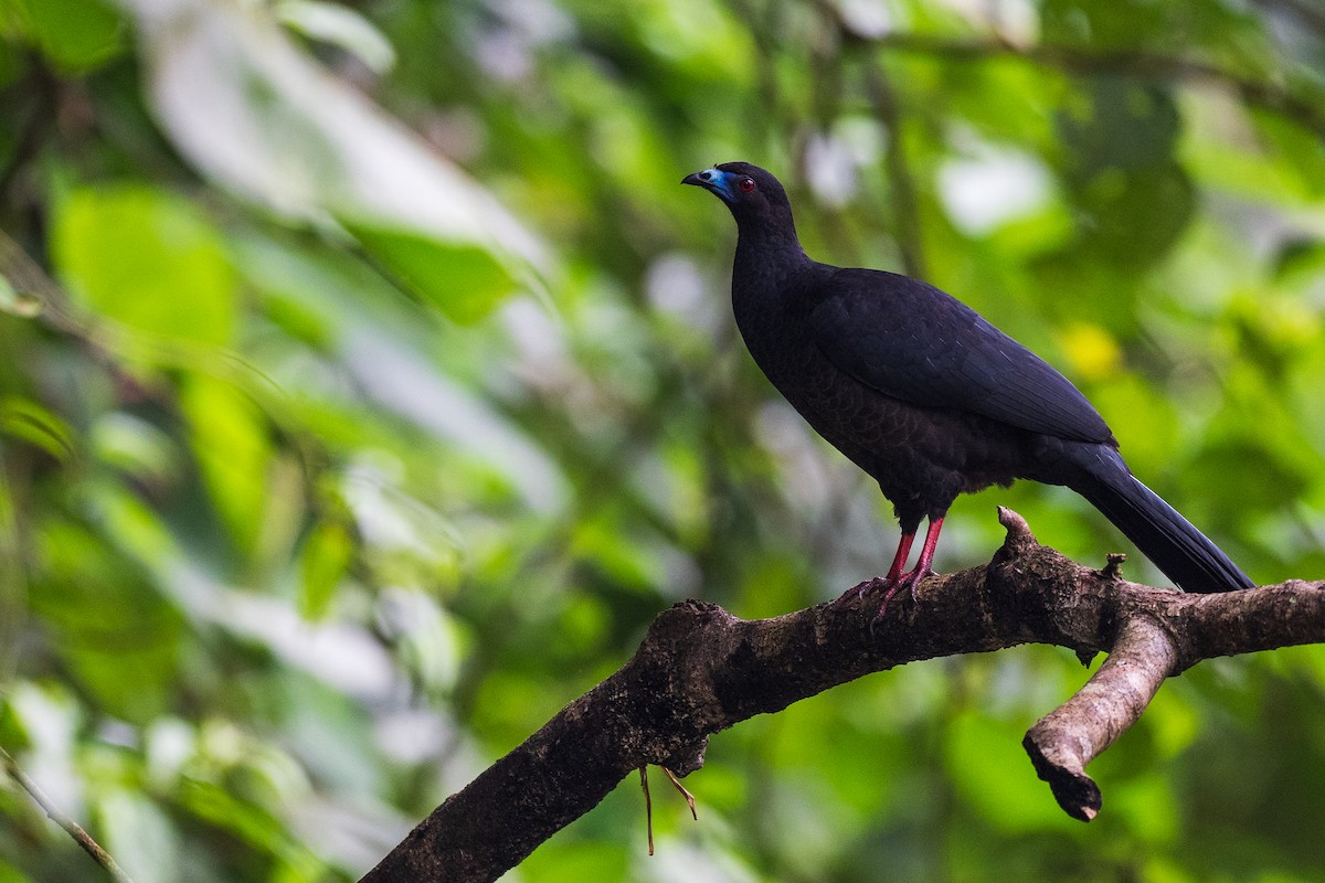 Black Guan - ML628617959