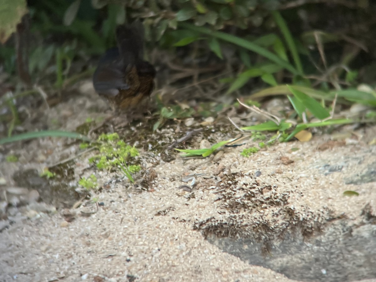 Rock Tapaculo - ML628618154