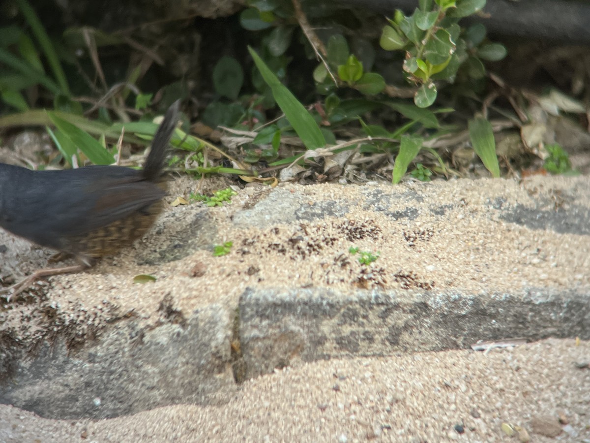 Rock Tapaculo - ML628618155
