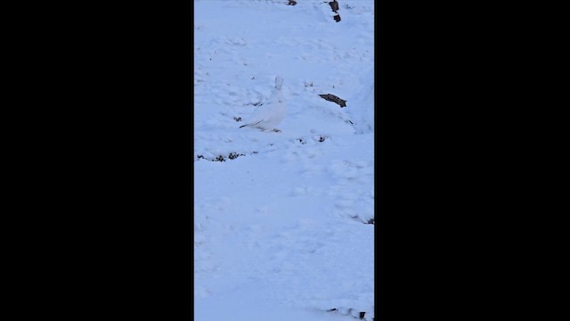 Цэвдгийн ахууна - ML628618197