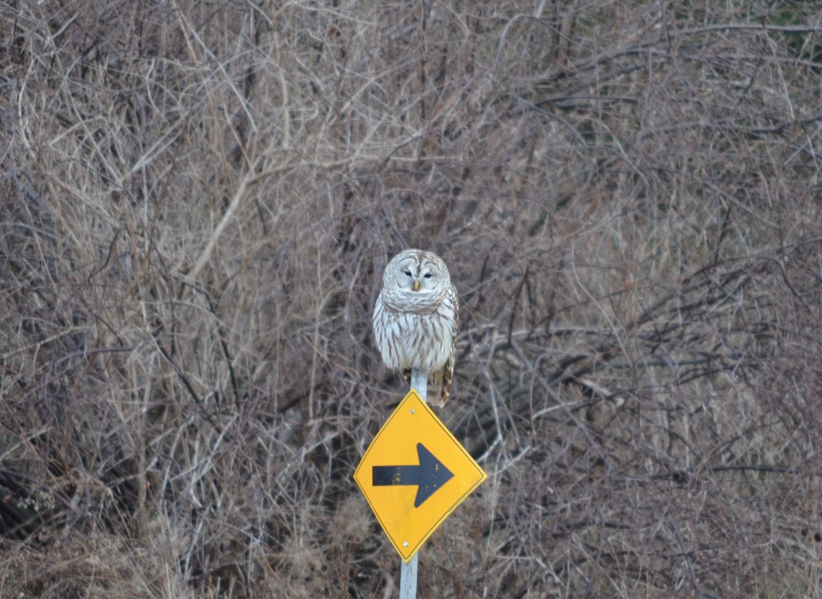 Barred Owl - ML628618462