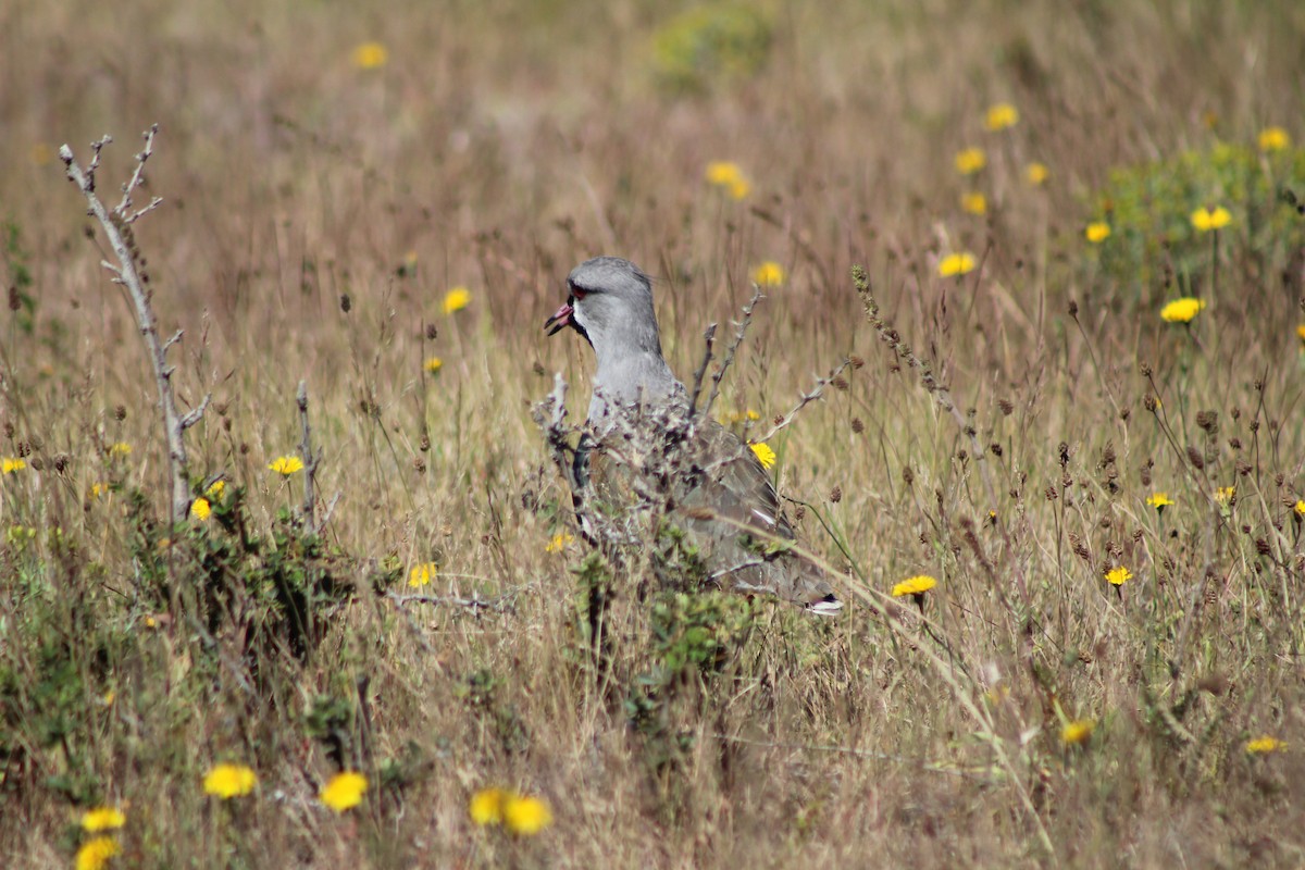 Southern Lapwing - ML628618593