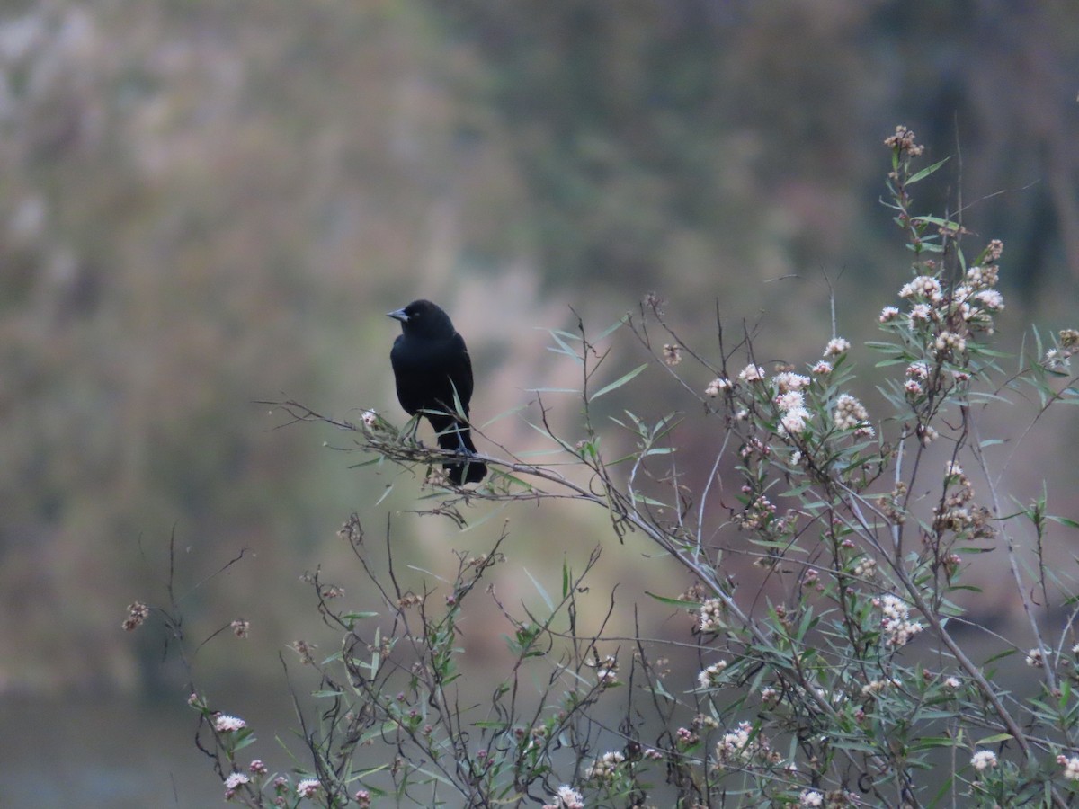 Red-winged Blackbird - ML628618669