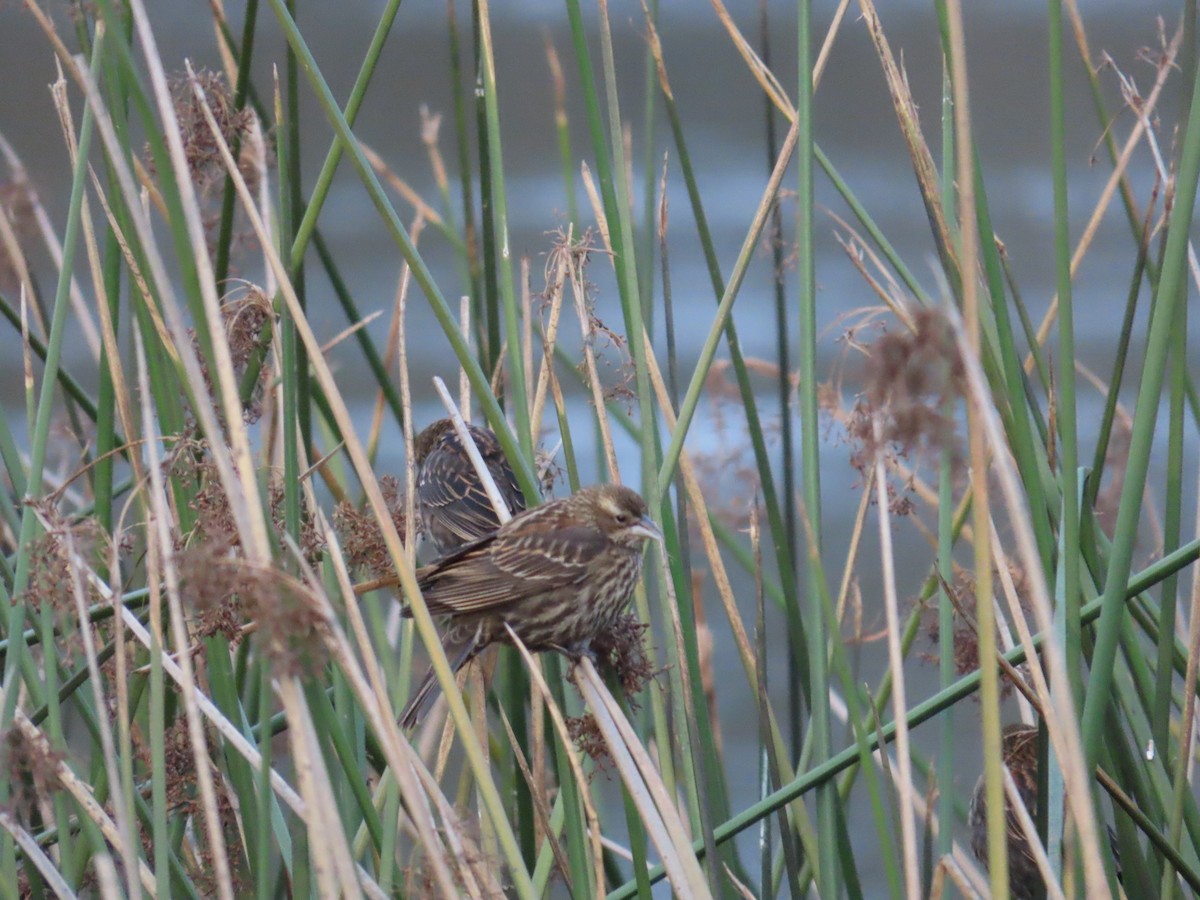 Red-winged Blackbird - ML628618670