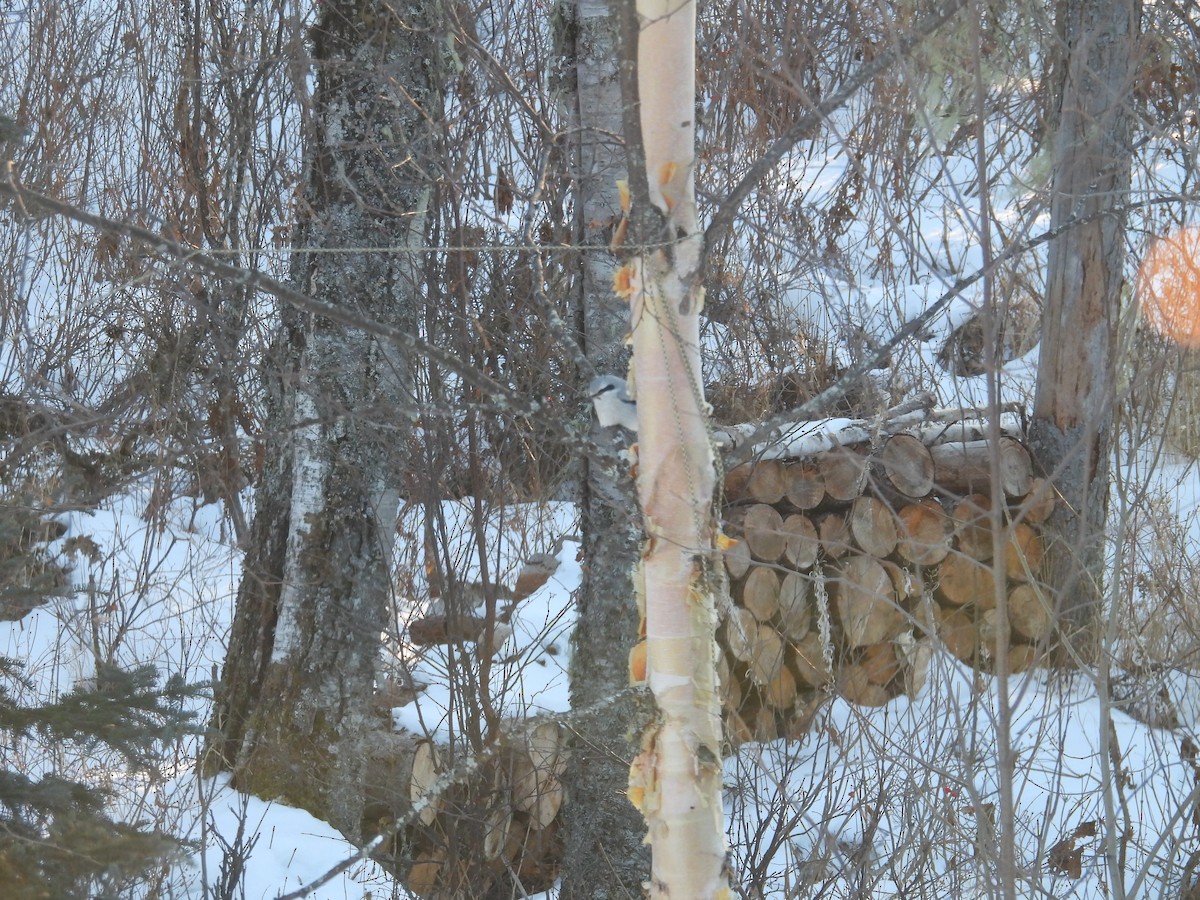 Northern Shrike - ML628618706