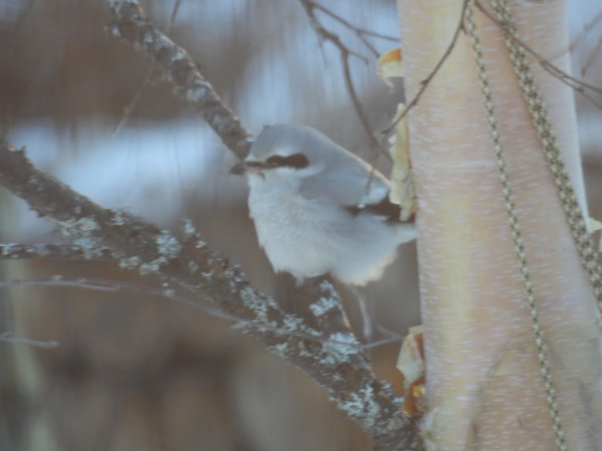 Northern Shrike - ML628618707