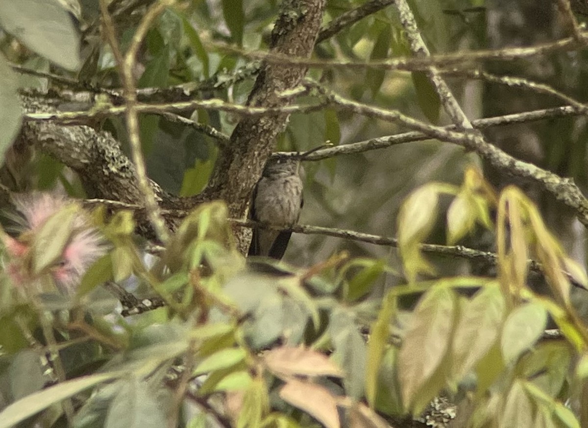 Diamantina Sabrewing - ML628618710